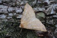 Colotois pennaria
