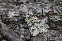 Griposia aprilina