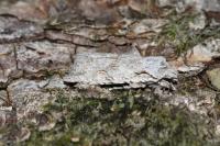 Lithophane ornitopus