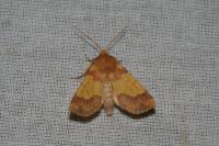 Tiliacea aurago