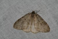 Epirrita