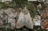 Leptologia lota