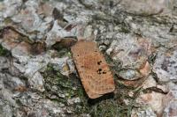 Conistra rubiginosa