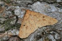 Erannis defoliaria