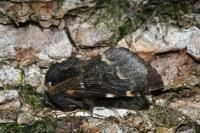 Poecilocampa populi populi