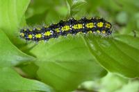 Callimorpha dominula