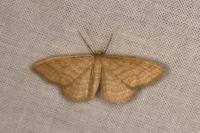 Idaea rufaria