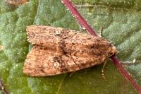 Mesapamea secalis