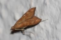 Antigastra catalaunalis
