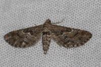 Eupithecia variostrigata