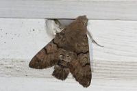 Macroglossum stellatarum