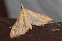 Antigastra catalaunalis