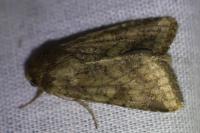 Helicoverpa armigera