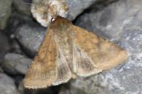 Helicoverpa armigera