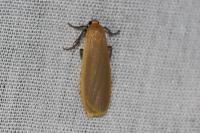 Katha depressa