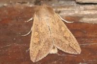 Mythimna unipuncta