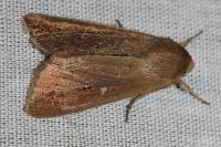 Mythimna unipuncta