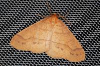 Phigaliohybernia aurantiaria