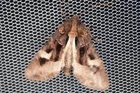 Trigonophora flammea