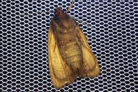 Amphipyra livida