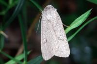 Xestia castanea
