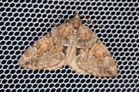 Thera obeliscata