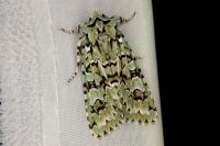Griposia aprilina