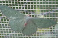 Hemithea aestivaria
