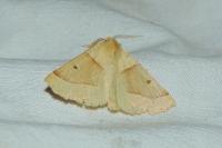 Crocallis elinguaria