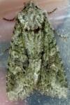 Dryobotodes eremita