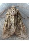 Dryobotodes eremita