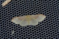 Idaea degeneraria