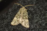Polymixis lichenea