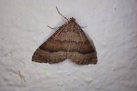 Larentia clavaria