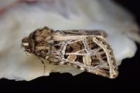 Leucochlaena oditis