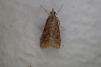 Udea ferrugalis