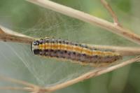 Evergestis extimalis