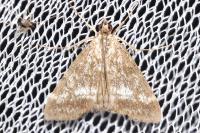 Evergestis sophialis