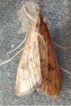Udea ferrugalis