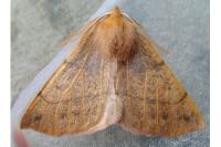 Colotois pennaria
