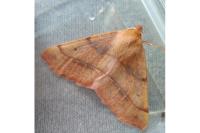 Colotois pennaria