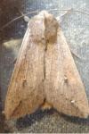 Mythimna unipuncta