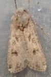 Agrotis segetum