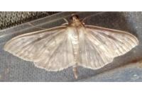 Patania ruralis