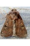Xestia xanthographa