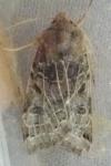 Anchoscelis lunosa