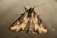 Mesapamea secalis