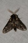 Biston strataria