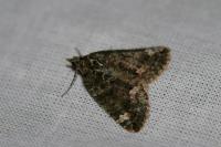 Chloroclysta siterata