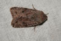 Orthosia incerta